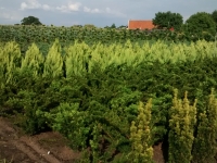 kwekerij1
