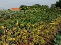 kwekerij2