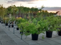 tuincentrum4
