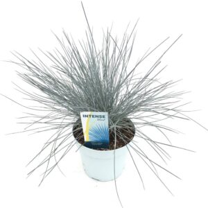 Festuca glauca 'Intense Blue'