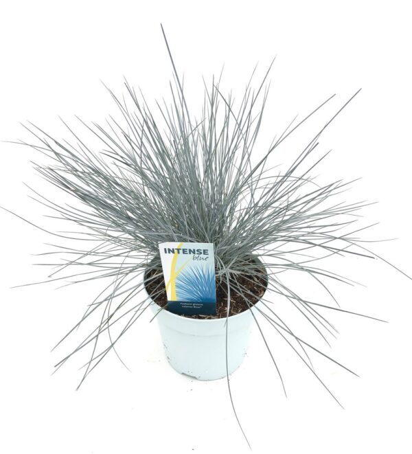 Festuca glauca 'Intense Blue'