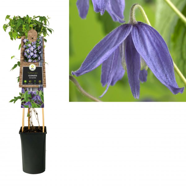 Clematis macropetala