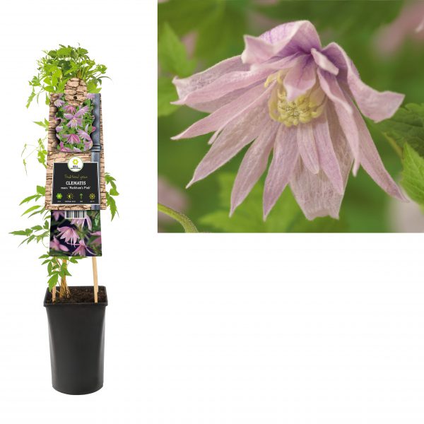 Clematis macr. 'Markham's Pink'