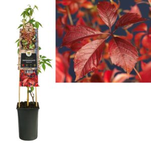 Parthenocissus 'Engelmannii'