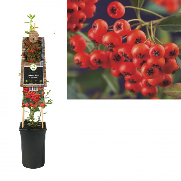 Pyracantha c. 'Red Column'