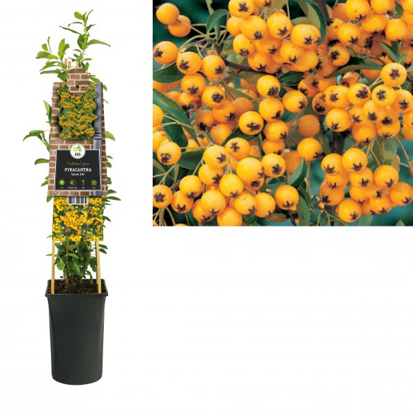 Pyracantha 'Soleil d'Or'