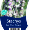 Stachys byz. 'Silver Carpet' - Afbeelding 2