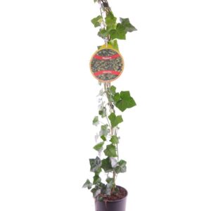 Hedera hibernica