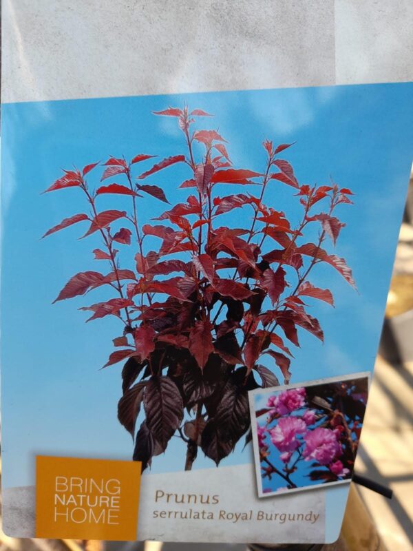 Prunus serrulata 'Royal Burgundy'