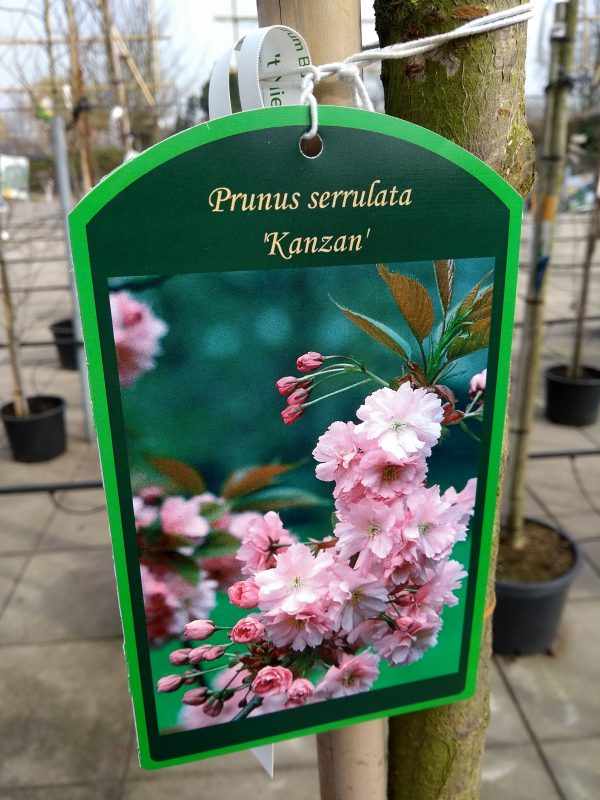 Prunus serrulata 'Kanzan'