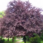 Bomen
