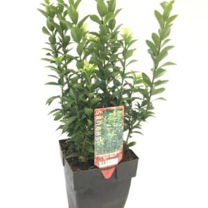 Euonymus japonicus 'Green Spire'
