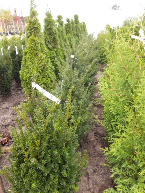 Taxus baccata