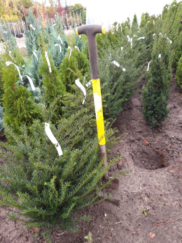 Taxus baccata