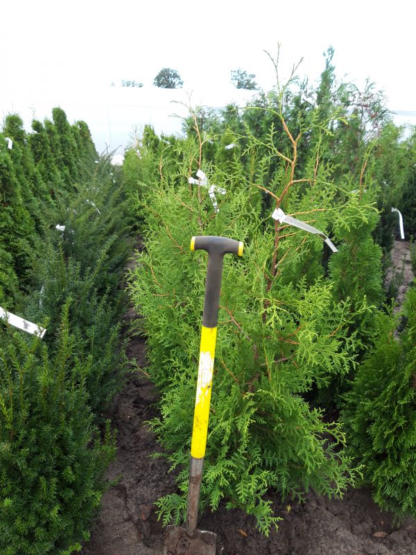 Thuja occidentalis 'Brabant'