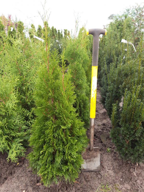 Thuja occidentalis 'Smaragd'