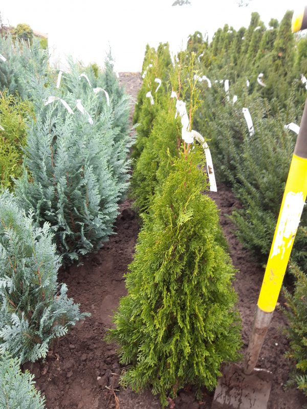 Thuja occidentalis 'Smaragd'