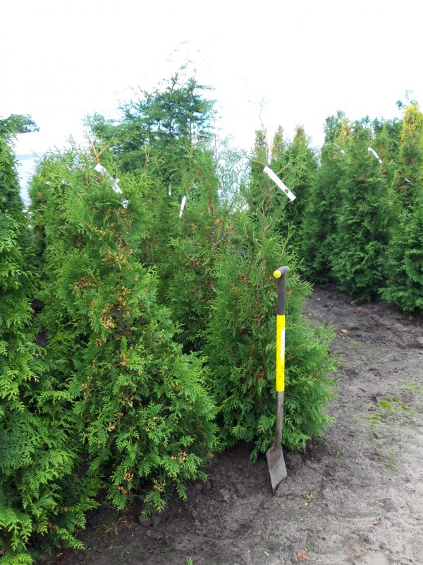 Thuja occidentalis 'Brabant'