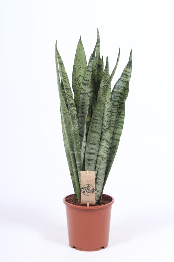 Sansevieria zeylanica