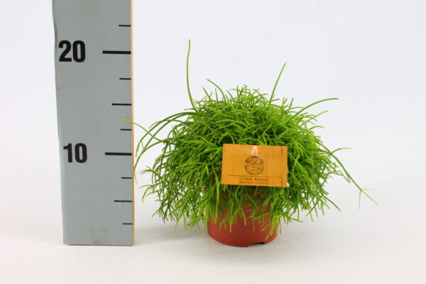 Rhipsalis Cassutha