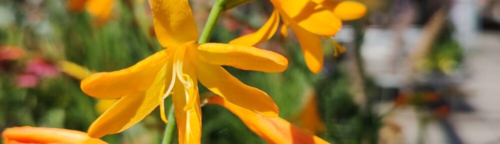 Zomerse tuintips