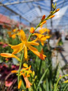 Zomerse tuintips