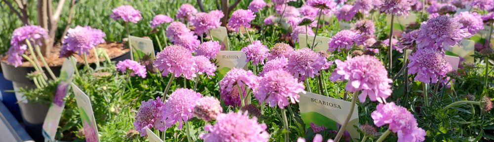 Voorjaar in de tuin