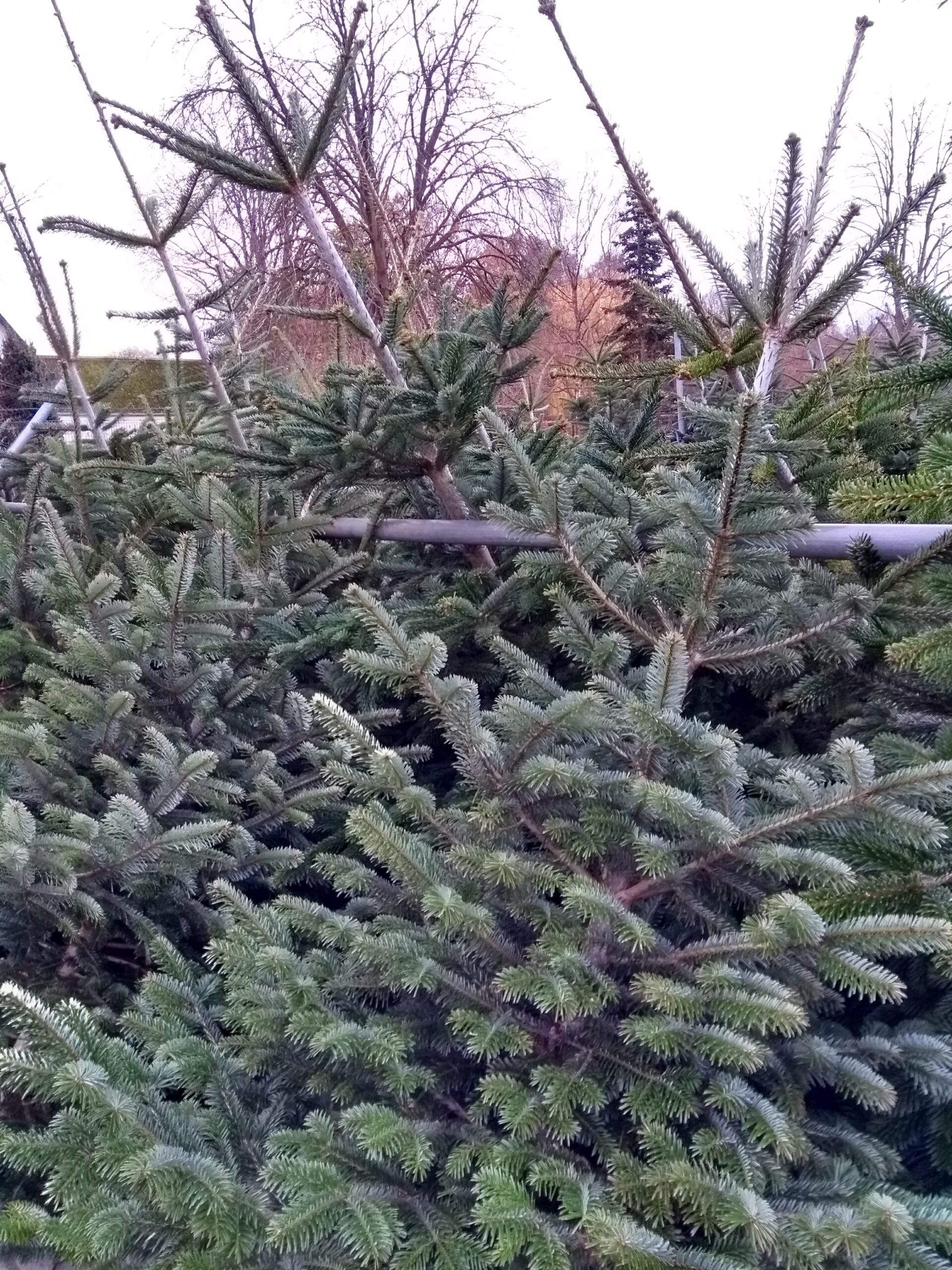 Kerstbomen!